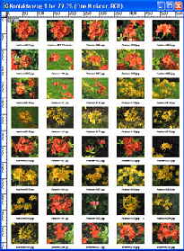 Photoshop-Kontaktabzug-2-kl